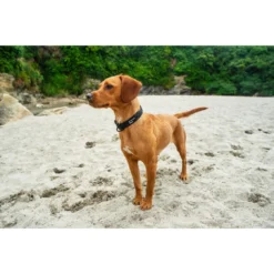 Mountain Paws Hundehalsband, 360-580 Mm Schwarz -CampGlück Verkäufe mountain paws hundehalsband 360 580 mm schwarz4